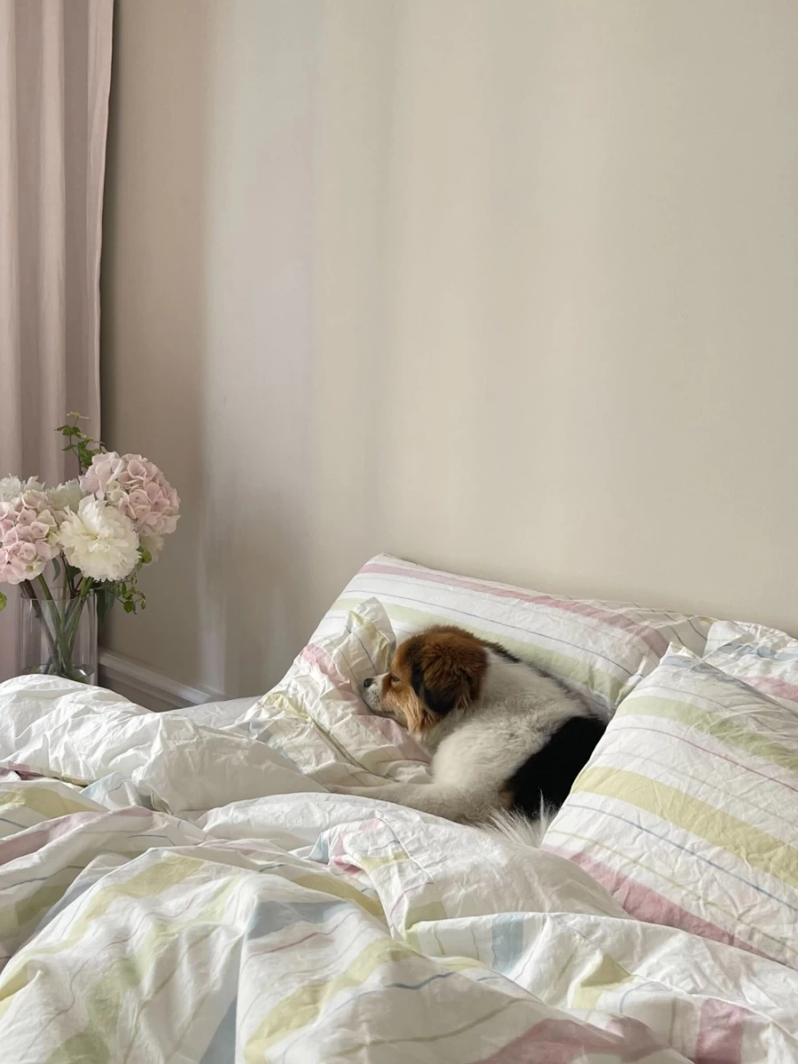 Bedding | Pillow Case Djerf Avenue